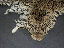 Image d'illustration